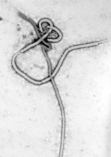 伊波拉疫情擴大，西非幾乎淪陷