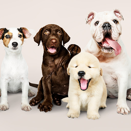 推動個體業發展 古巴徵信社、寵物旅館夯