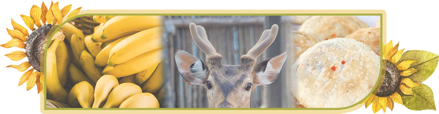 政壇新三寶 香蕉 鹿茸 太陽餅
